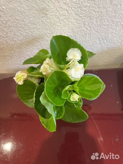 Бегония вечноцветущая белая махровая