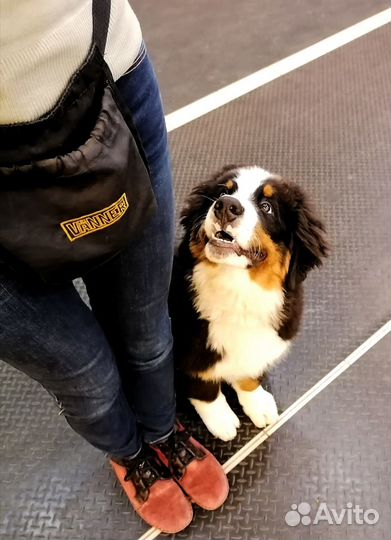 Дрессировка собак