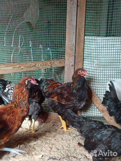 Молодые петухи