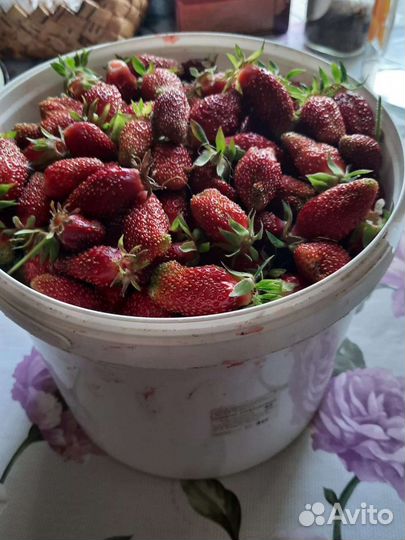 Рассада клубники купчиха