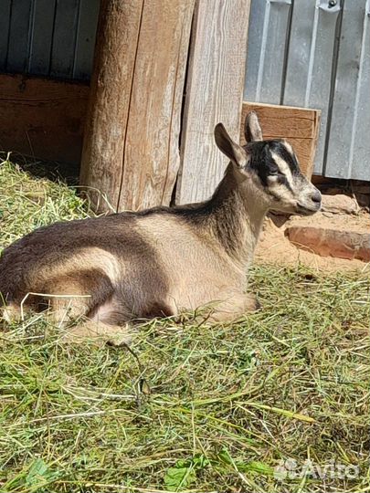Чистопородный альпийский козлик