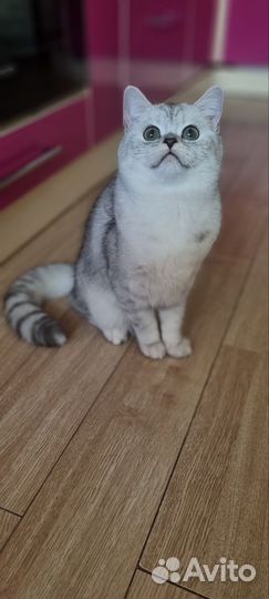 Подрощенные котята