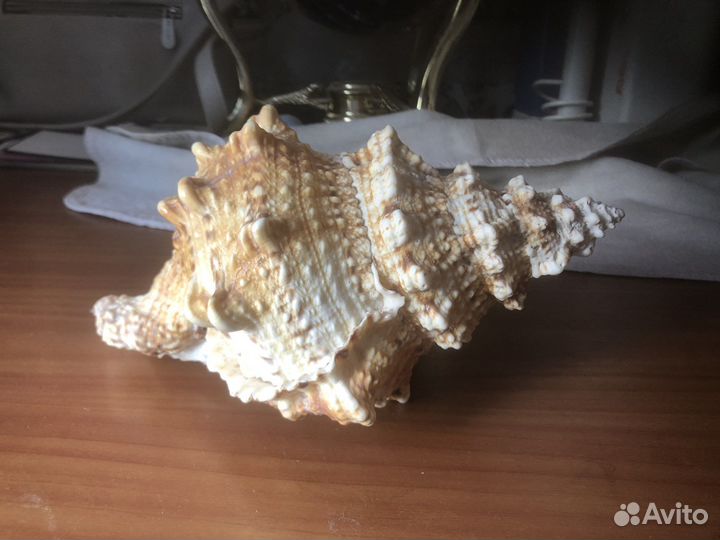 Раковина ракушка