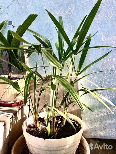 Пальма веерная. Трахикарпус форчуна