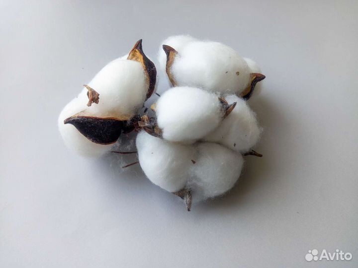 Хлопок сухоцвет искусственный цветок