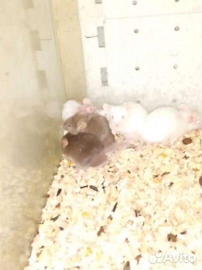 Мыши живые белые и цветные