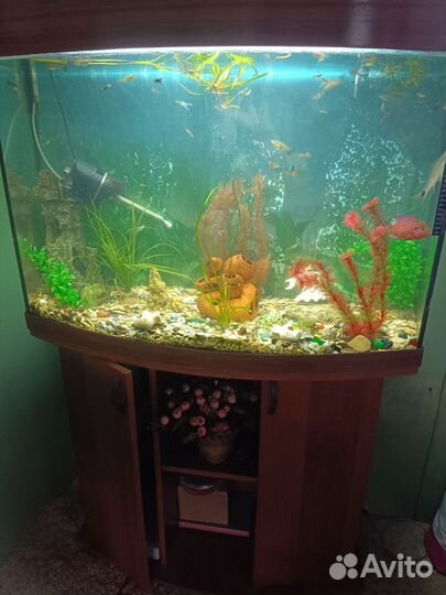 Аквариум