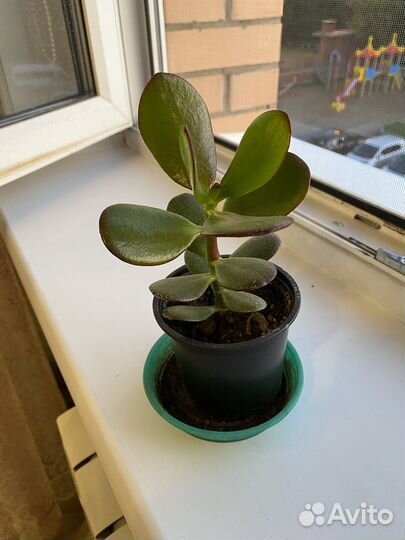 Комнатные цветы