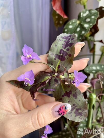 Традесканция в веснушках (редкая)