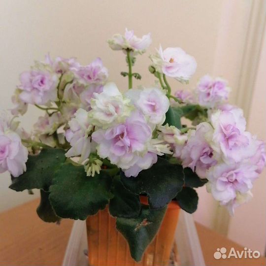 Сортовые фиалки