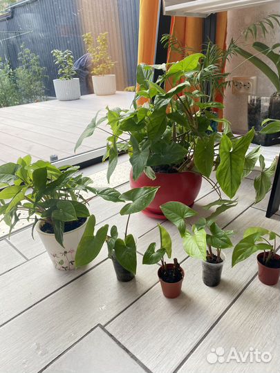 Сингониум ножколистный