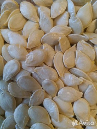 Тыква-груша декоративная Семена