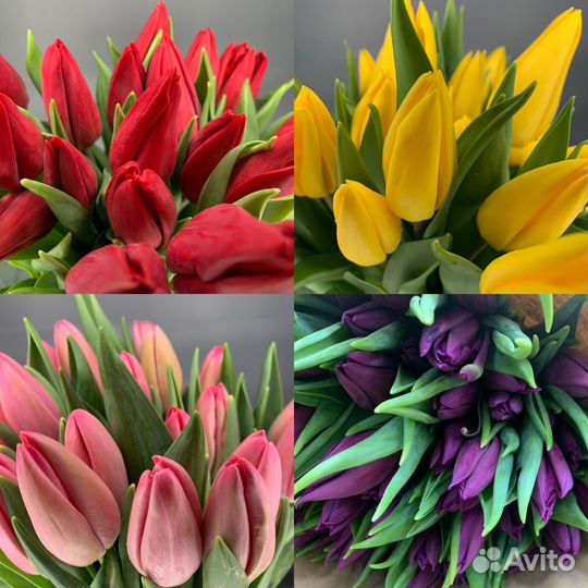 Тюльпаны