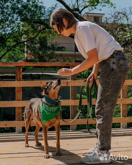 Собака в дар