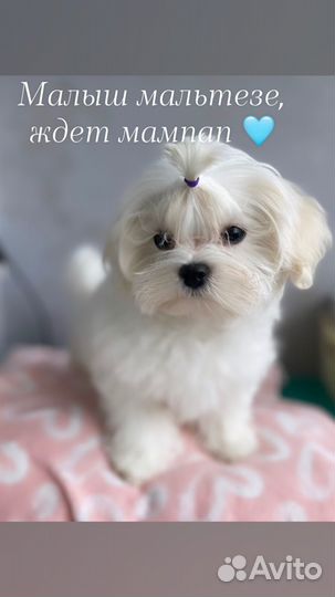 Мальтезе РКФ