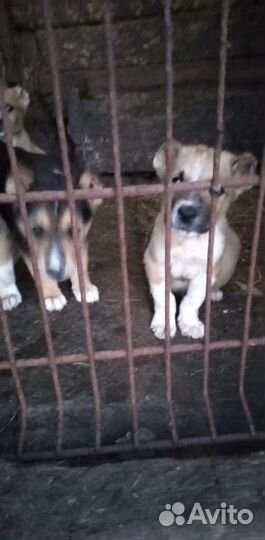 Щенки алабая