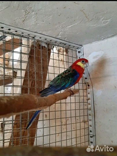 Попугай розелла желтощекая-стенли