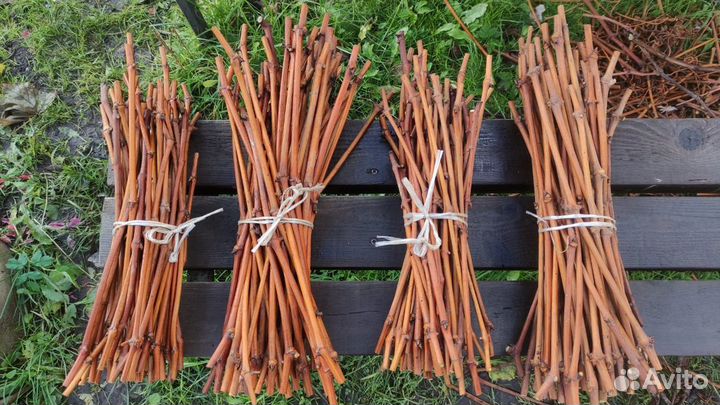 Саженцы винограда элитных сортов для Лен. области