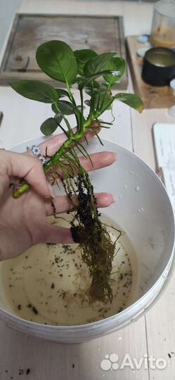 Анубиас нана