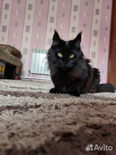 Мейн Кун кошка
