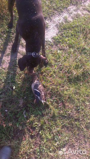 Вязка курцхар