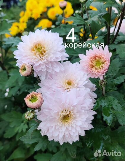 Хризантема корейская, мультифлора