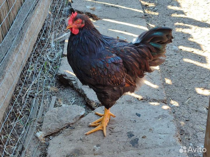 Молодые петухи