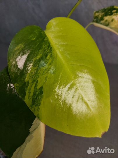 Монстера yellow var