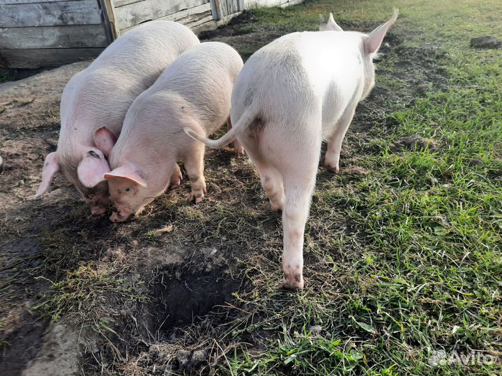 Поросенок ландрас