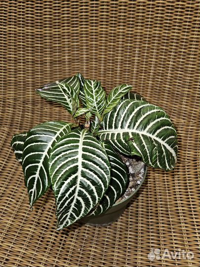 Комнатные растения цветы