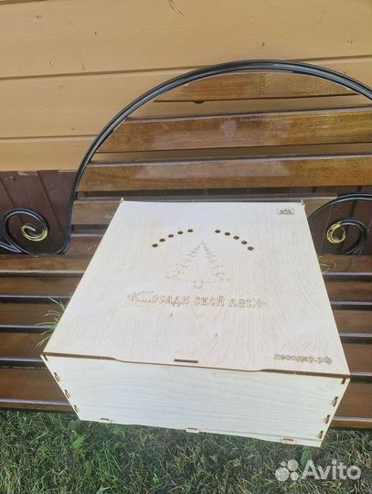 Саженцы сосны обыкновенной зкс оптом