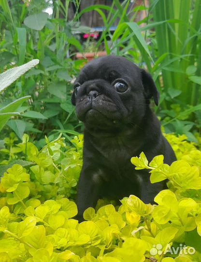 Щенки мопса