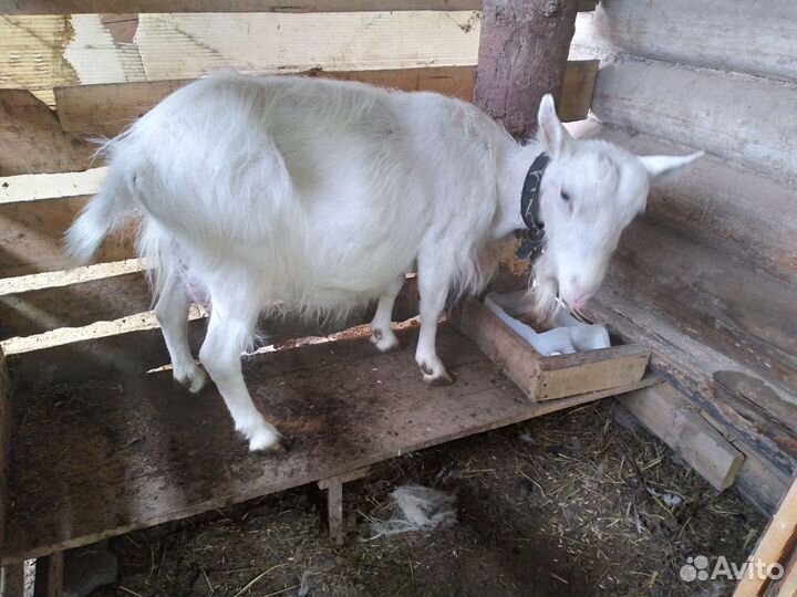 Коза, подсадные утки, цыплята, куры несушки