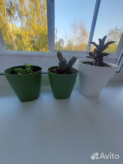 Суккуленты