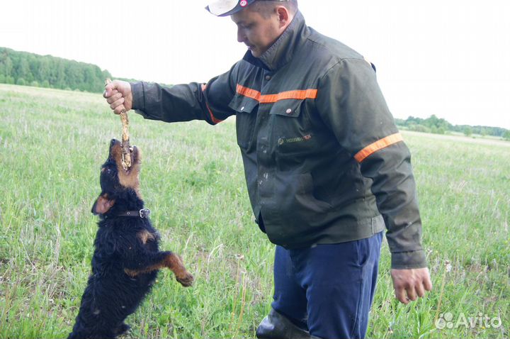 Ягдтерьер для вязки