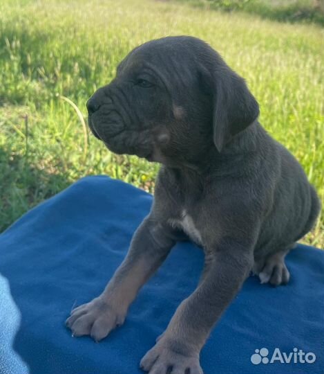 Щенки кане корсо