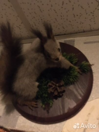 Чучела животных