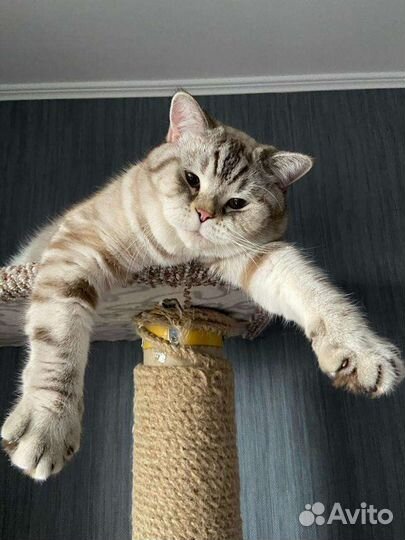 Кот Шотландский. Вязка