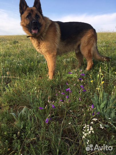 Вязка, немецкая овчарка