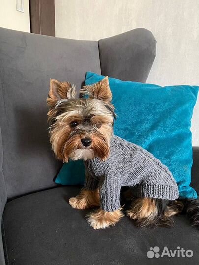 Одежда/свитер для собак