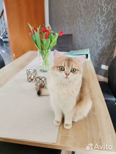 Британская кошка