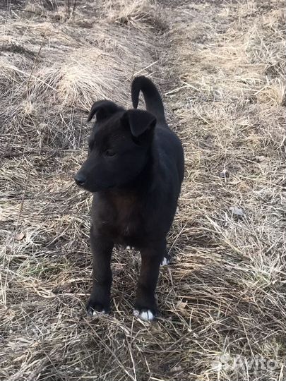 Щенок поместь лайки