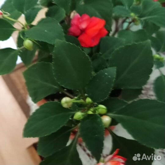Бальзамин махровый