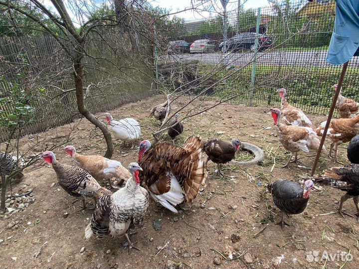 Молодняк птицы