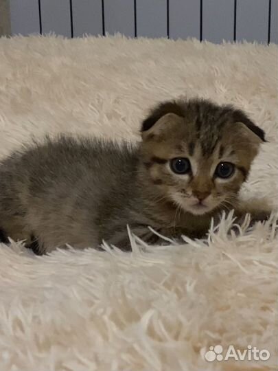 Вислоухая кошка