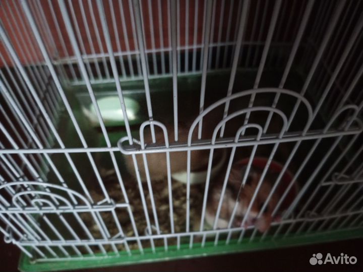 1-но месячные хомячки