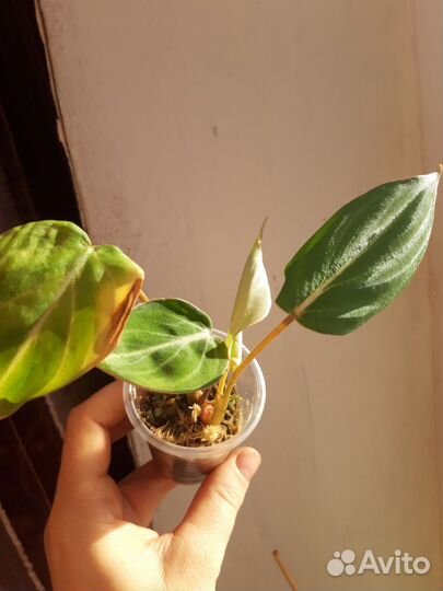 Филодендрон