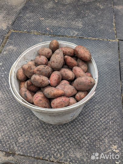 Семенной картофель