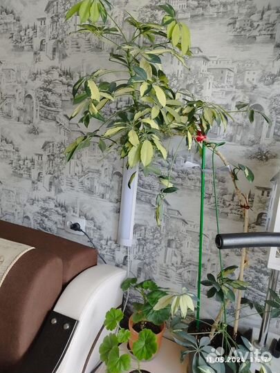 Комнатные растения цветы