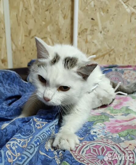 Очень ласковая кошечка